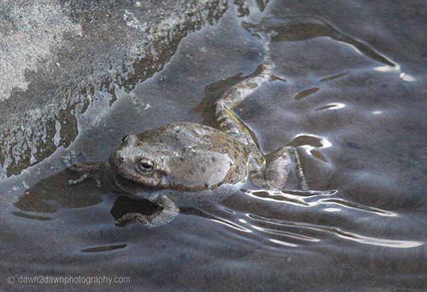The Canyon Tree Frog at the Many Pools Trail at Zion National Park, Utah