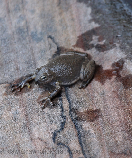 The Canyon Tree Frog at the Many Pools Trail at Zion National Park, Utah