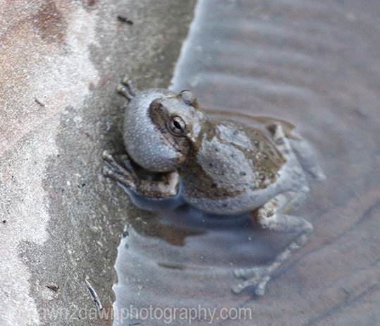 The Canyon Tree Frog at the Many Pools Trail at Zion National Park, Utah
