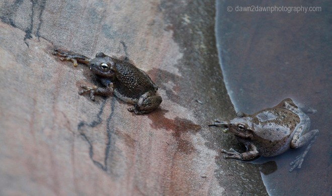 The Canyon Tree Frog at the Many Pools Trail at Zion National Park, Utah