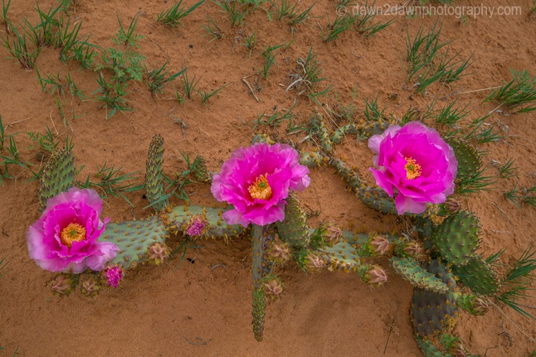Cactus Wildflowers are blooming at South Coyote Buttes at Vermillion Cliffs National Monument, Arizona