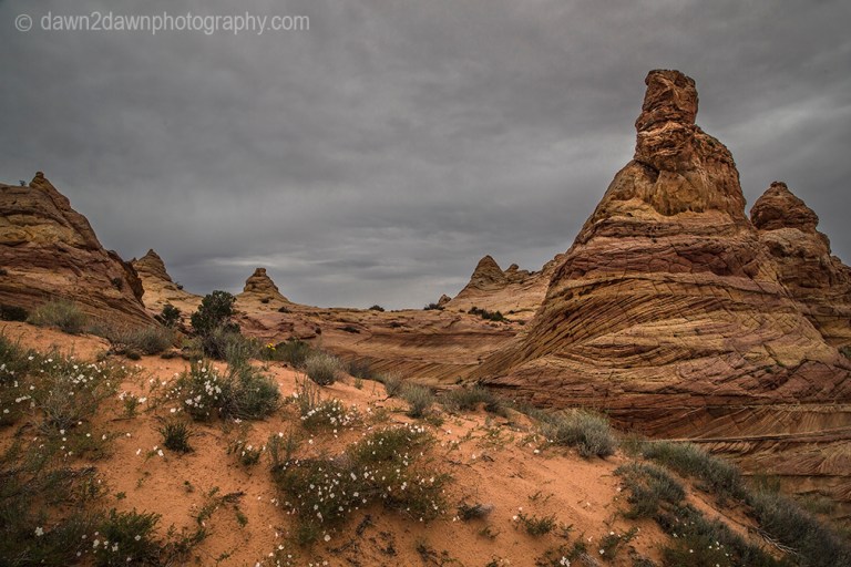 Wildflowers are blooming at South Coyote Buttes at Vermillion Cliffs National Monument, Arizona