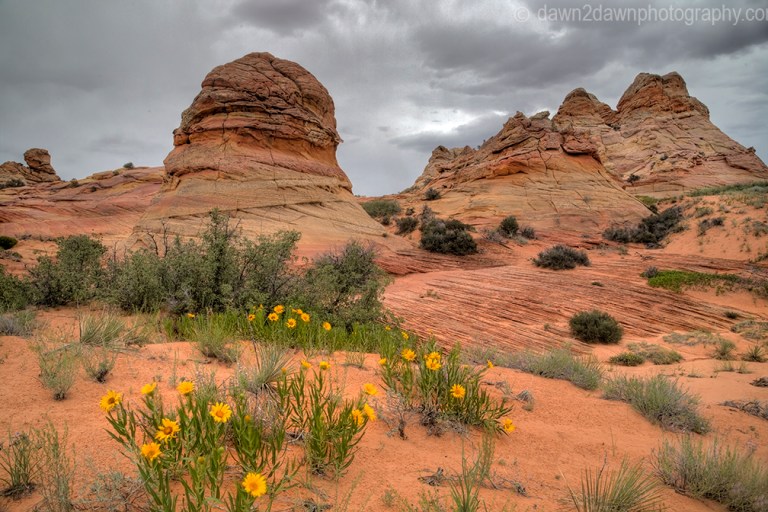 Wildflowers are blooming at South Coyote Buttes at Vermillion Cliffs National Monument, Arizona