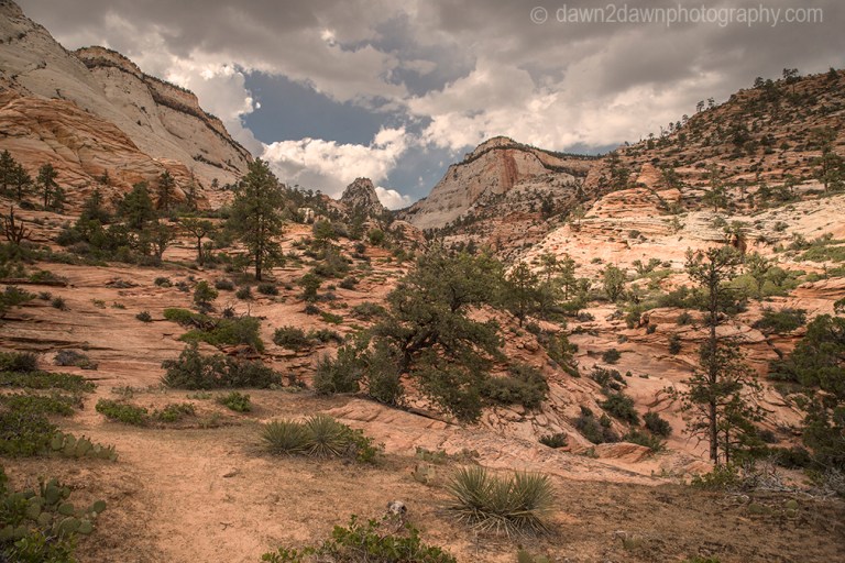 The wash that leads to the Many Pools Trail at Zion National Park, Utah