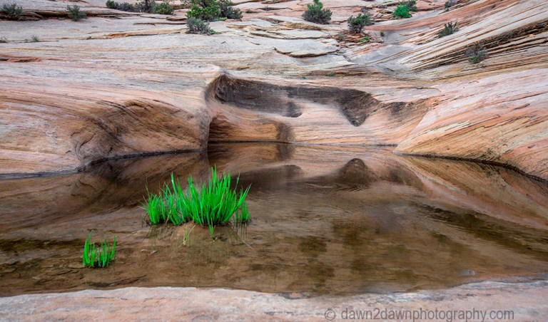 The landscape is reflected in the still waters of the potholes on the Many Pools Trail at Zion National Park, Utah