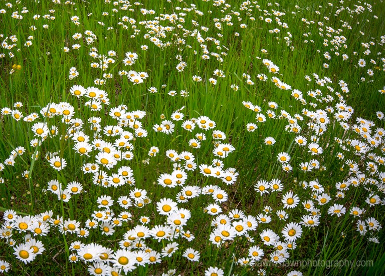 Wildflowers thrive in the summer at Kaibab National Forest, Arizona
