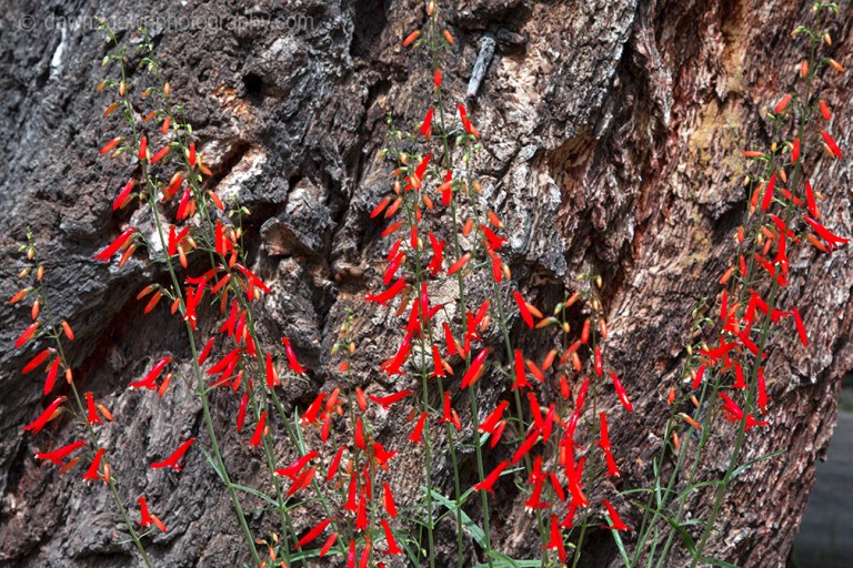 Wildflowers thrive in the summer at Kaibab National Forest, Arizona