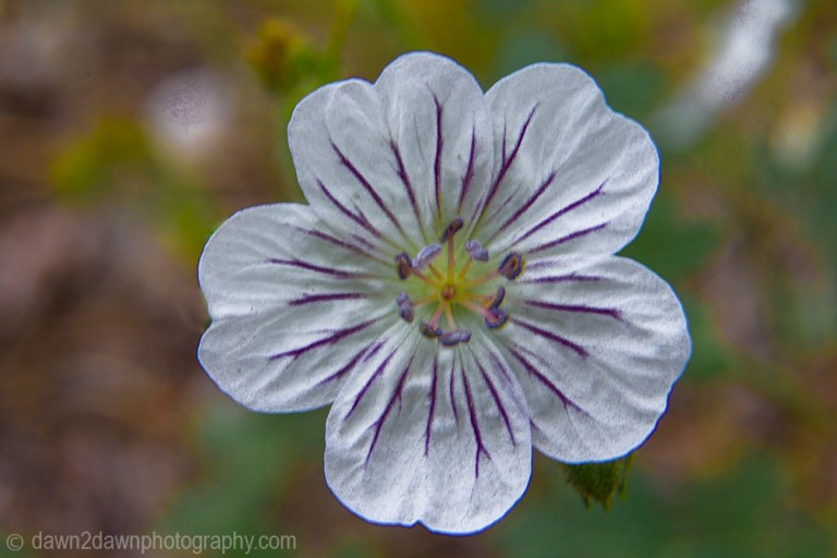 Wildflowers thrive in the summer at Kaibab National Forest, Arizona