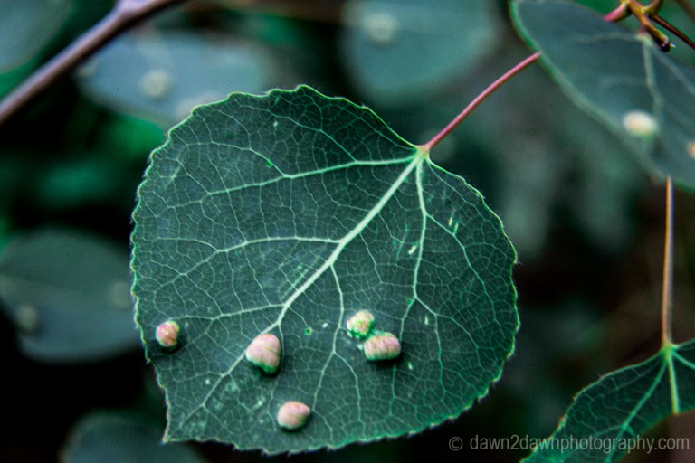 GC North Rim Flowers_7999