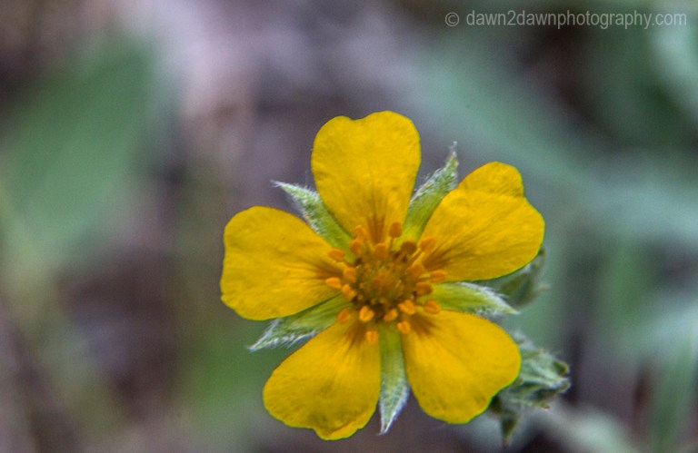 GC North Rim Flowers_8010