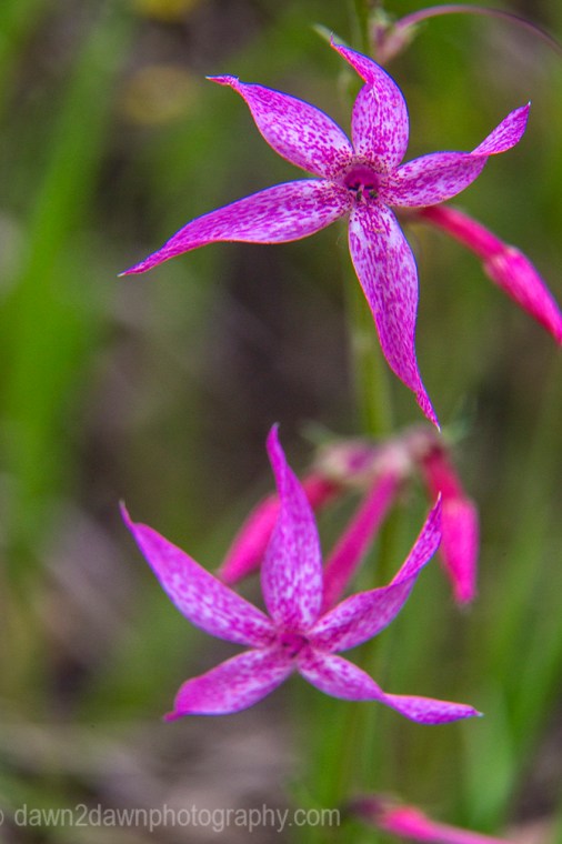 GC North Rim Flowers_8013