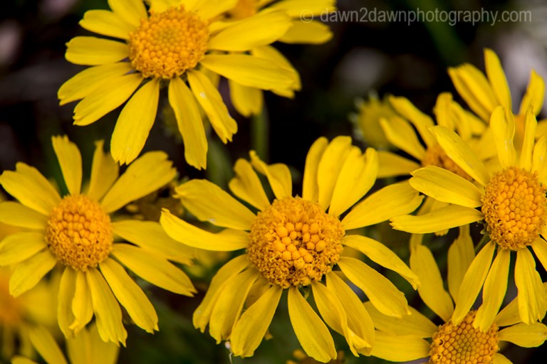 Wildflowers thrive in the summer at Kaibab National Forest, Arizona