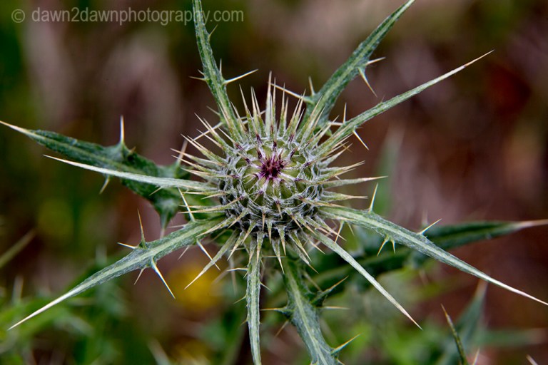 Wildflowers thrive in the summer at Kaibab National Forest, Arizona