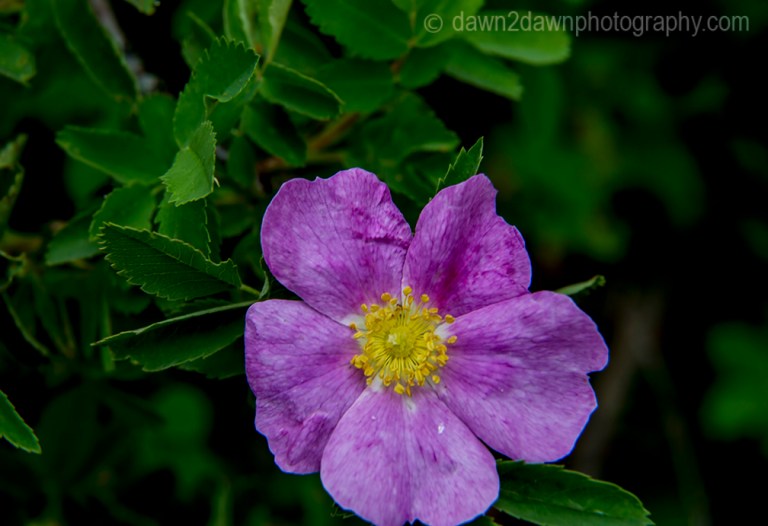 GC North Rim Flowers_8044