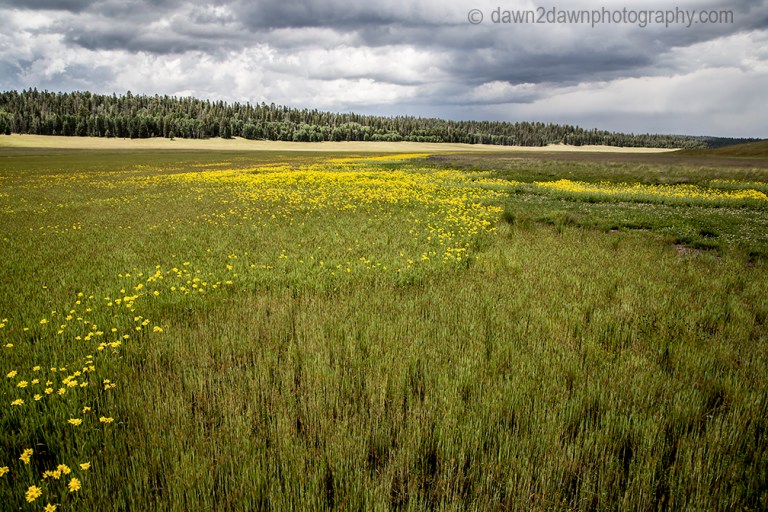 Wildflowers thrive in the summer at Kaibab National Forest, Arizona
