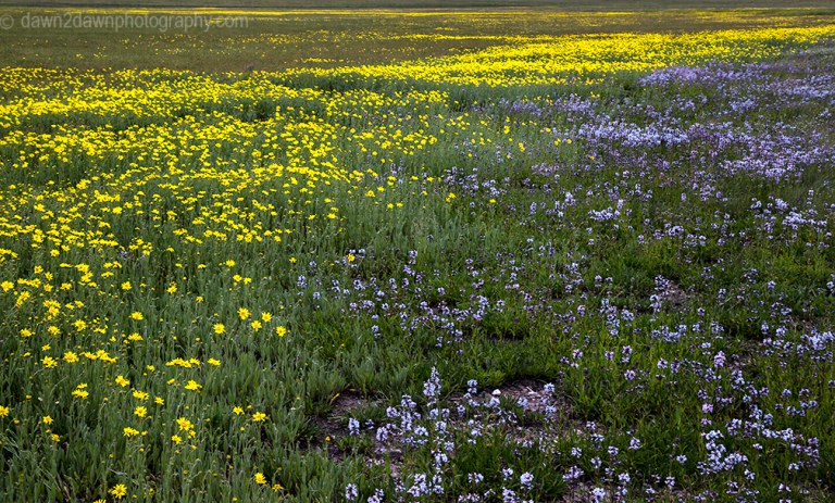 Wildflowers thrive in the summer at Kaibab National Forest, Arizona