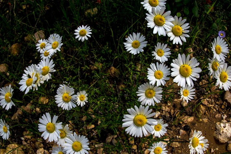 GC Kaibab Flowers_9054