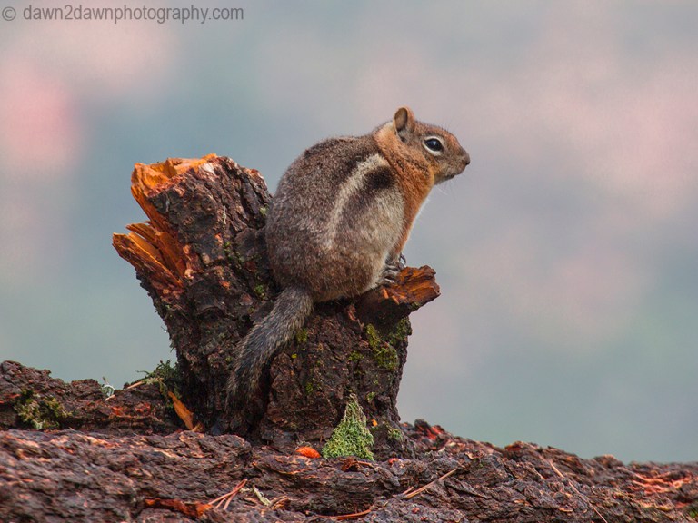 Chipmunk at Kaibab national Forest, Arizona