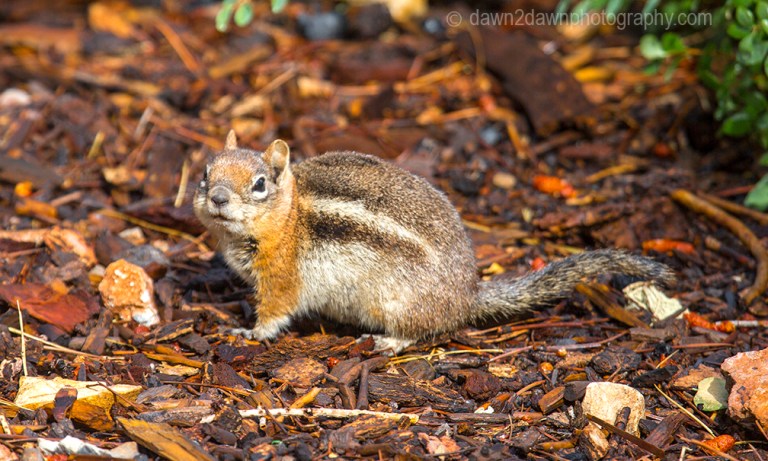 Chipmunk at Kaibab national Forest, Arizona
