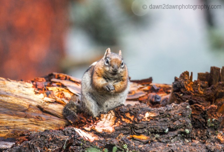 Chipmunk at Kaibab national Forest, Arizona