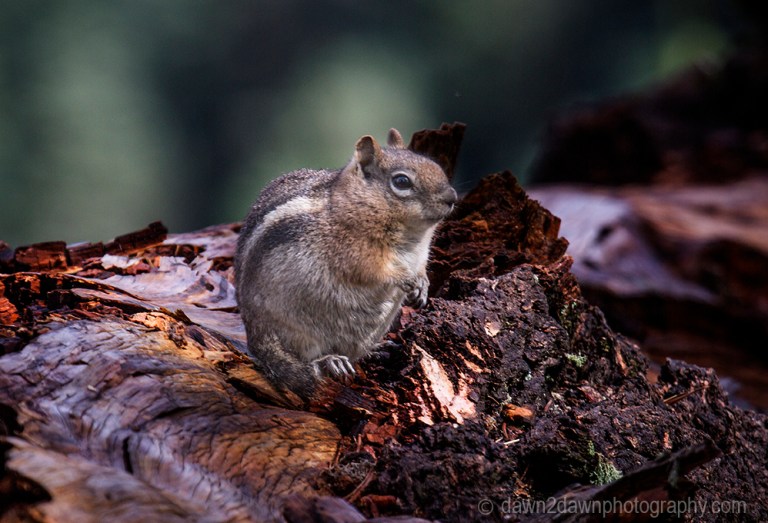 Chipmunk at Kaibab national Forest, Arizona