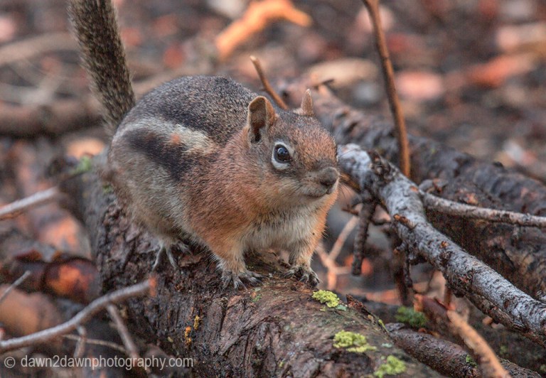 Chipmunk at Kaibab national Forest, Arizona