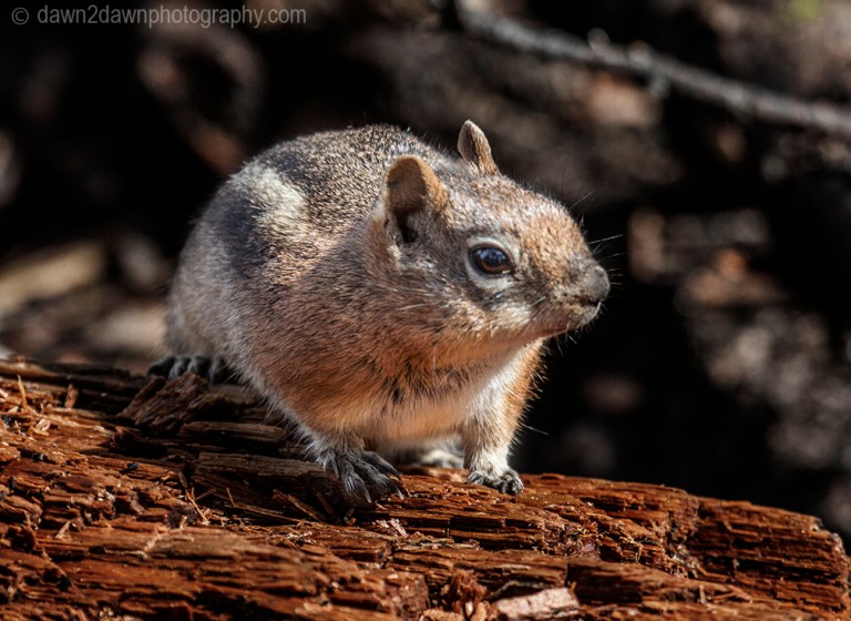 Chipmunk at Kaibab national Forest, Arizona