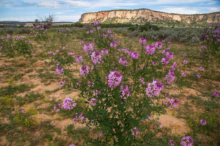 4 Wheelin Flowers_9743