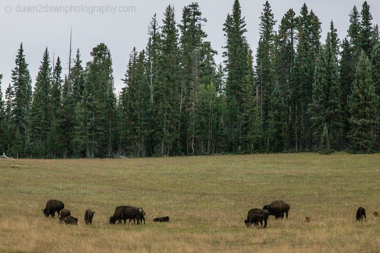 Bison graze along the North Rim of the Grand Canyon at Grand Canyon National Park, Arizona