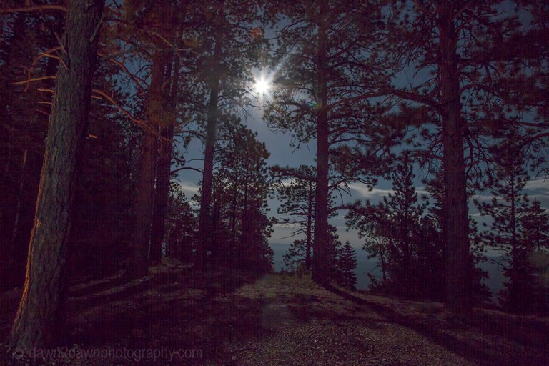 A full moon brightens up the Kaibab National Forest in Northern Arizona