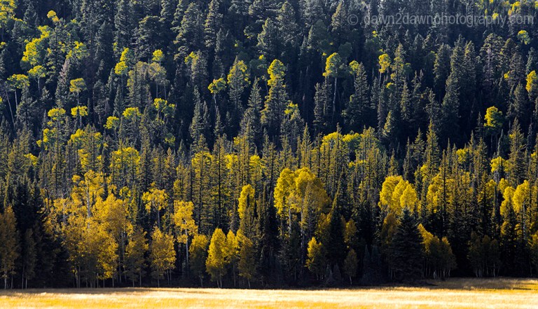 Aspen trees are showing their fall colors at Grand Canyon National Park, Arizona