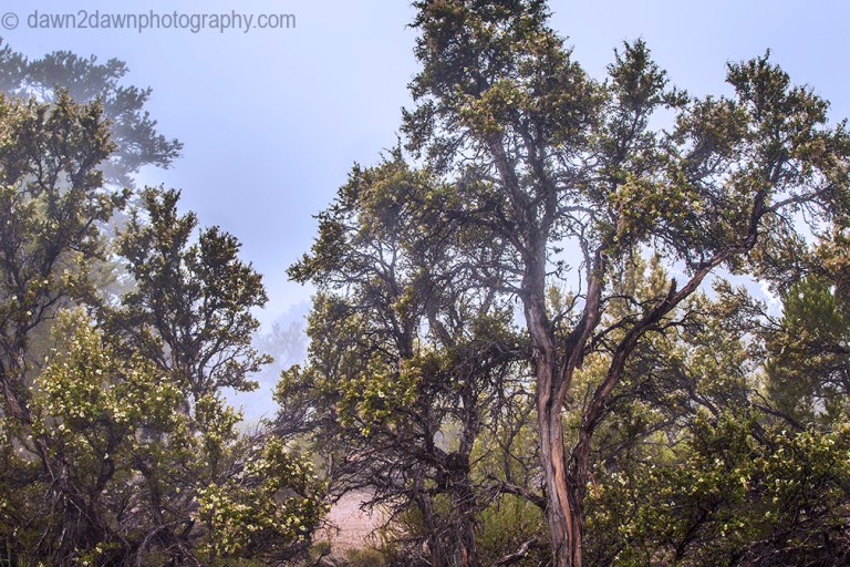 A flowering Cliffrose Tree at Grand Canyon National Park, Arizona