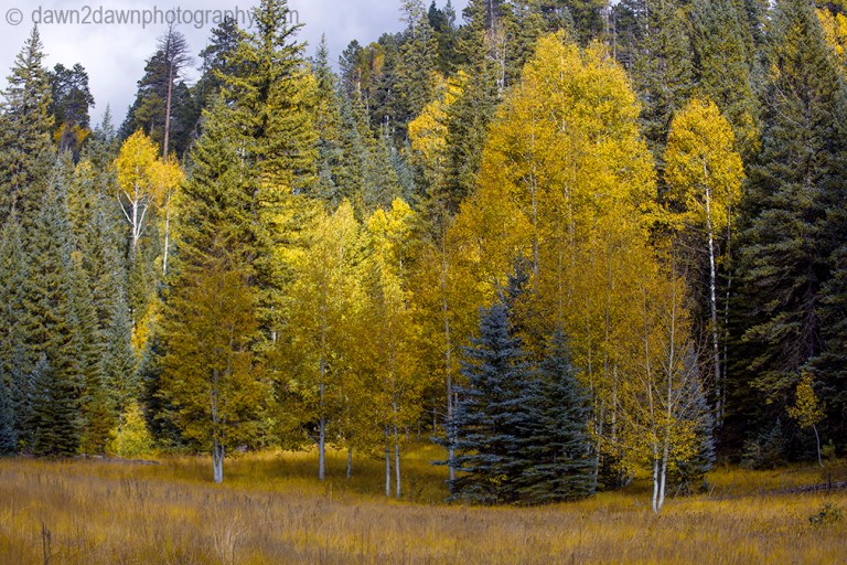 Aspen trees are showing their fall colors at Grand Canyon National Park, Arizona