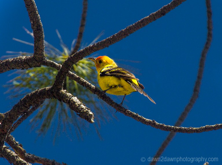 The Western Tanager at the Kaibab National Forest, Arizona