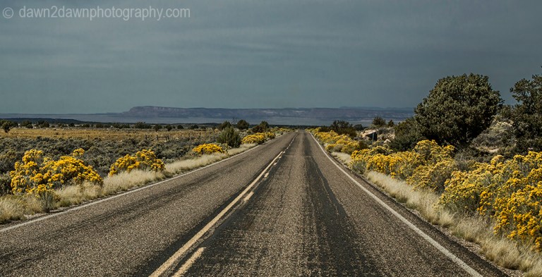 Rabbitbrush lines a Northern Arizona Highway during autumn