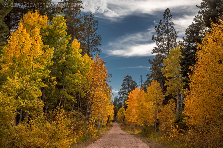 Fall colors have arrived by way of the Aspen Tree leaves at Grand Canyon National Park and Kaibab National Forest, Arizona