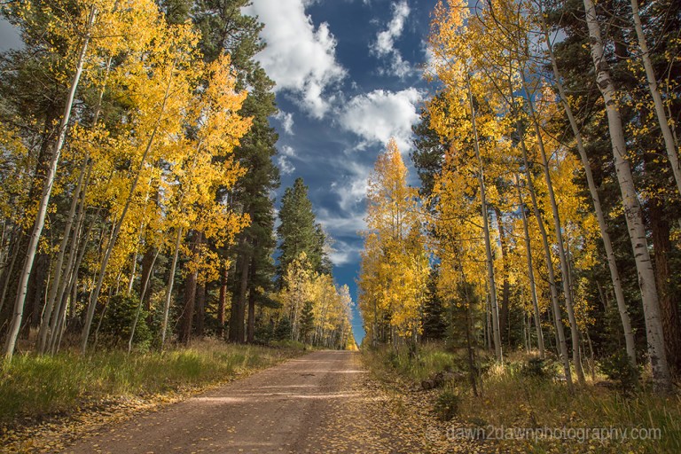 Fall colors have arrived by way of the Aspen Tree leaves at Grand Canyon National Park and Kaibab National Forest, Arizona