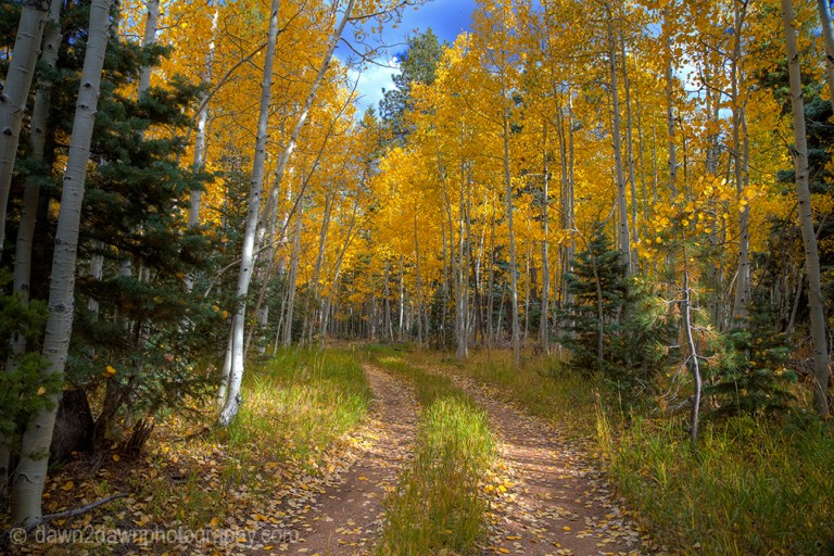 Fall colors have arrived by way of the Aspen Tree leaves at Grand Canyon National Park and Kaibab National Forest, Arizona