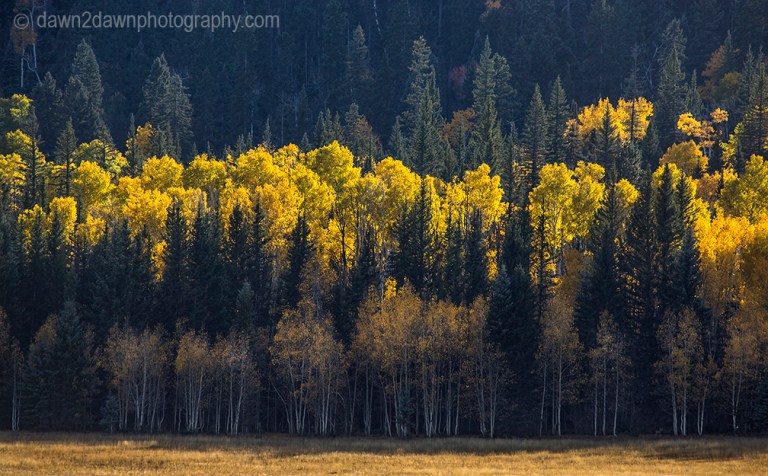 Fall colors have arrived by way of the Aspen Tree leaves at Grand Canyon National Park and Kaibab National Forest, Arizona