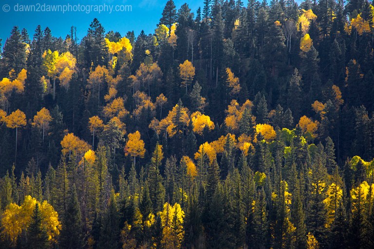 Fall colors have arrived by way of the Aspen Tree leaves at Grand Canyon National Park and Kaibab National Forest, Arizona