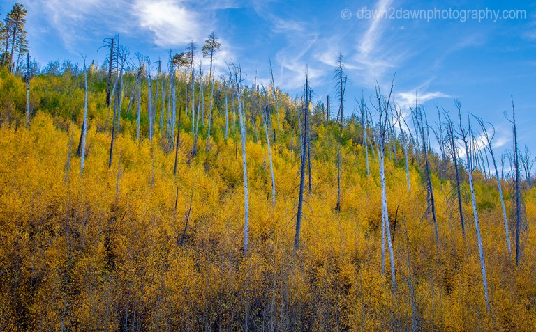 Fall colors have arrived by way of the Aspen Tree leaves at Grand Canyon National Park and Kaibab National Forest, Arizona