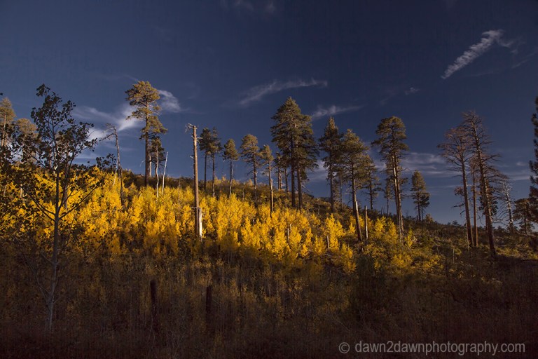 Fall colors have arrived by way of the Aspen Tree leaves at Grand Canyon National Park and Kaibab National Forest, Arizona