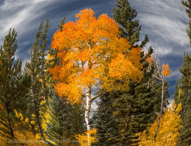 Fall colors have arrived by way of the Aspen Tree leaves at Grand Canyon National Park and Kaibab National Forest, Arizona