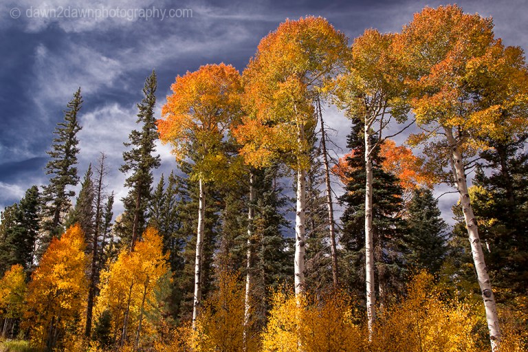 Fall colors have arrived by way of the Aspen Tree leaves at Grand Canyon National Park and Kaibab National Forest, Arizona