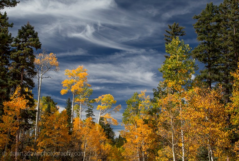 Fall colors have arrived by way of the Aspen Tree leaves at Grand Canyon National Park and Kaibab National Forest, Arizona