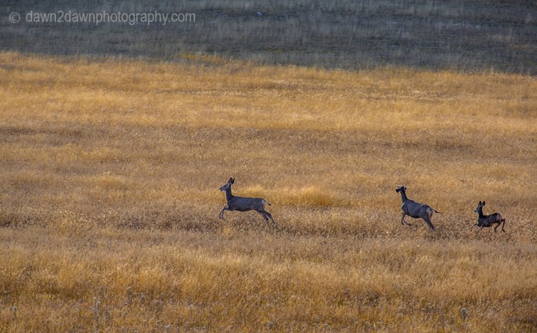 Mule deer run through the dry meadows of the Grand Canyon National Park, Arizona