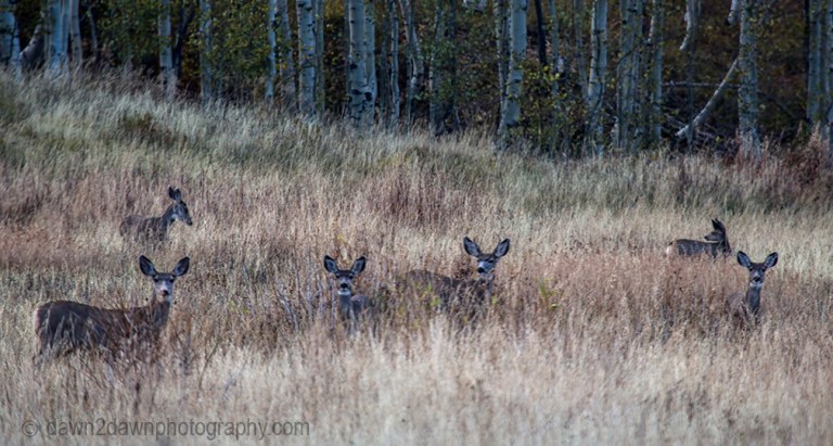Mule deer graze during autumn in the highlands in Southern Utah