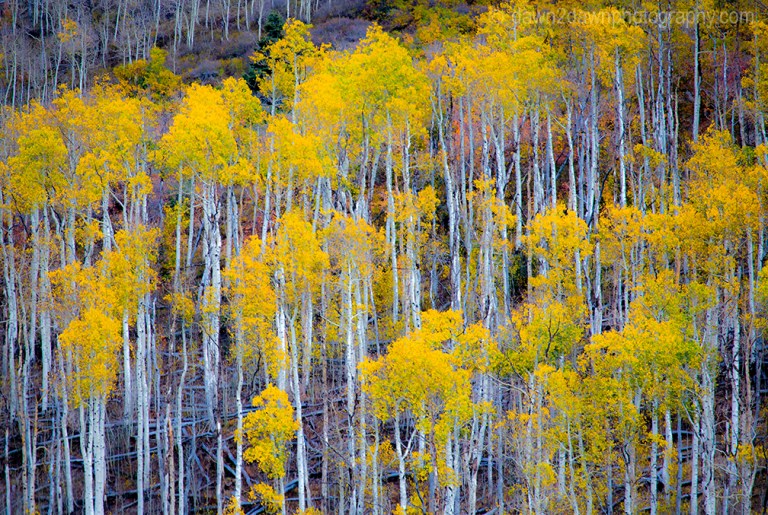Fall colors have arrived at Kolob Terrace near Zion National Park, Utah