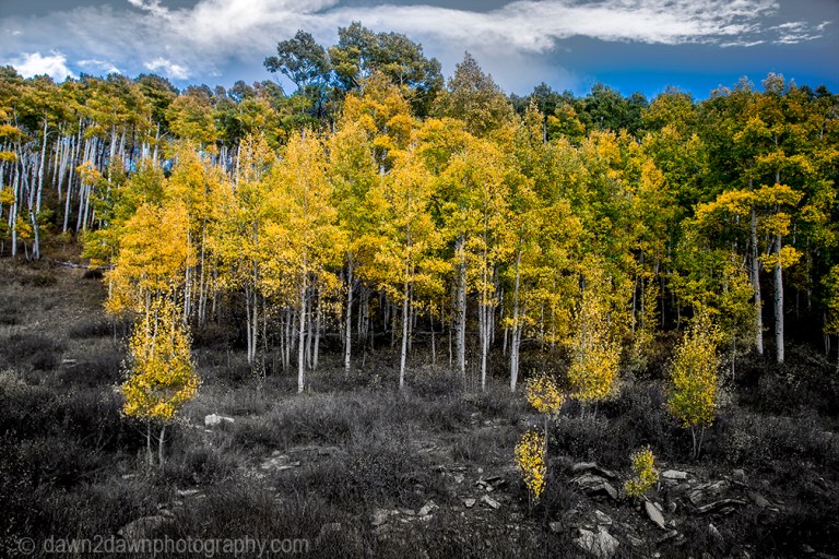 Fall colors have arrived at Kolob Terrace near Zion National Park, Utah