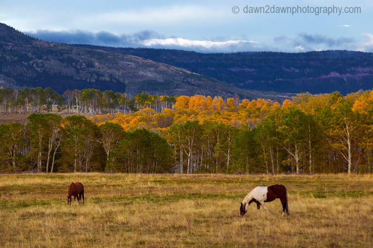 Fall colors have arrived at Kolob Terrace near Zion National Park, Utah